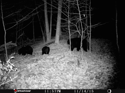 Sportsman's Paradise Large Acreage For Sale in Roscoe, New York - image 16