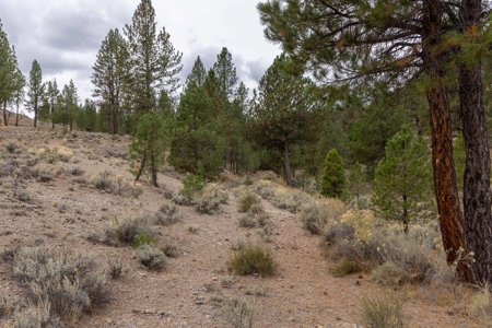 Eastern Oregon Cricket Creek Acres - image 5