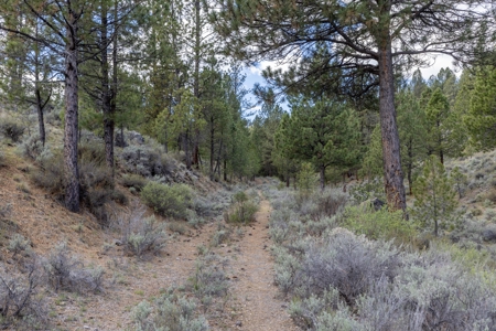 Eastern Oregon Cricket Creek Acres - image 21