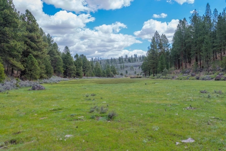 Eastern Oregon Cricket Creek Acres - image 46