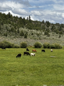 Eastern Oregon Cricket Creek Acres - image 49