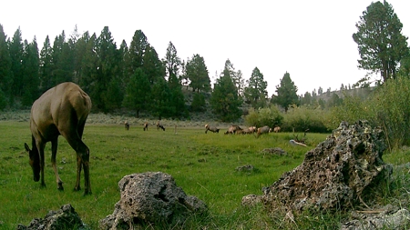 Eastern Oregon Cricket Creek Acres - image 18
