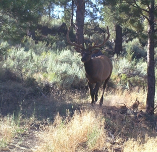 Eastern Oregon Cricket Creek Acres - image 44