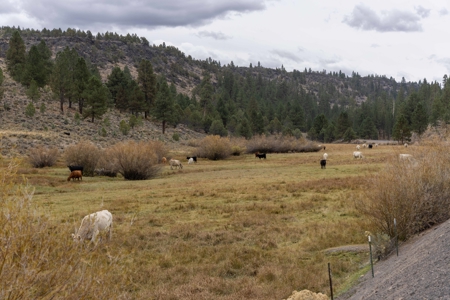 Eastern Oregon Cricket Creek Acres - image 4