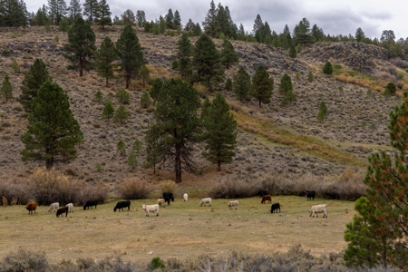 Eastern Oregon Cricket Creek Acres - image 7