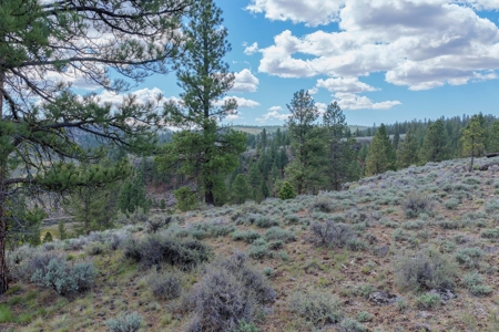 Eastern Oregon Cricket Creek Acres - image 47