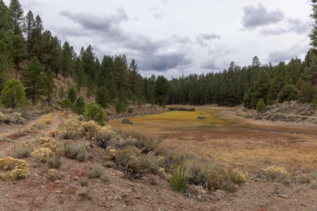 Eastern Oregon Cricket Creek Acres - image 10