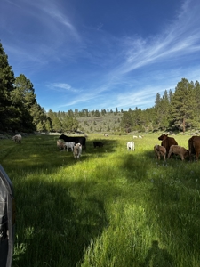 Eastern Oregon Cricket Creek Acres - image 20