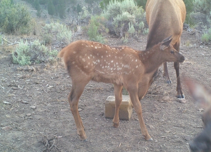 Eastern Oregon Cricket Creek Acres - image 43