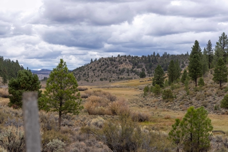 Eastern Oregon Cricket Creek Acres - image 8