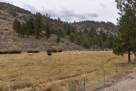 Eastern Oregon Cricket Creek Acres - image 2