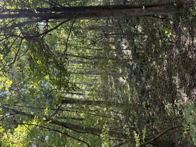Hunting And Recreational Land For Sale In Arkansas - image 16