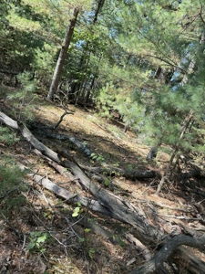 1/2 Acre Wooded Lot on Beautiful Northern Bay Golf Course - image 10