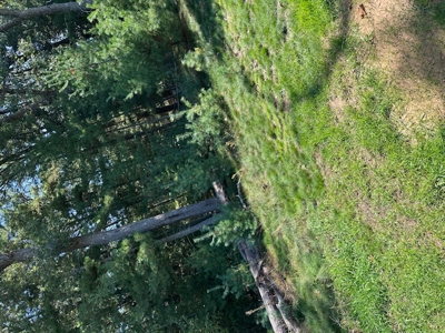 1/2 Acre Wooded Lot on Beautiful Northern Bay Golf Course - image 5