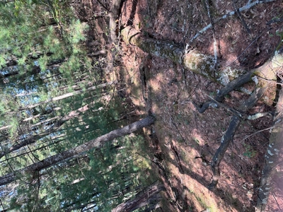 1/2 Acre Wooded Lot on Beautiful Northern Bay Golf Course - image 1