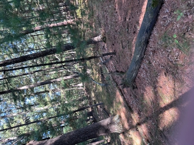 1/2 Acre Wooded Lot on Beautiful Northern Bay Golf Course - image 4