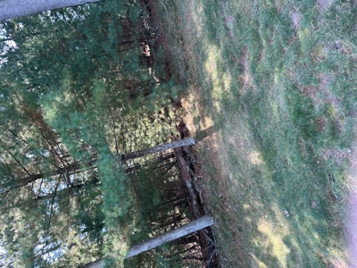 1/2 Acre Wooded Lot on Beautiful Northern Bay Golf Course - image 7