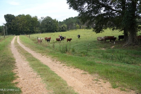43 Acres of Beautiful Pasture with a Dream Farmhouse - image 15