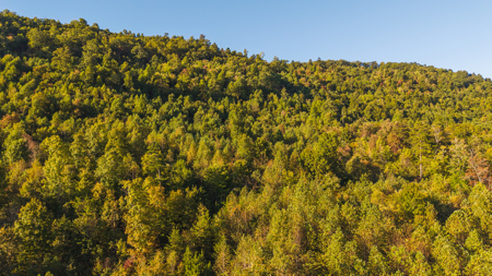 East Tennessee Mountain Sanctuary Sneedville- Unrestericted Land - image 23