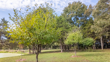 Country Home and 10 Acres for sale in the Arkansas Ozarks - image 32