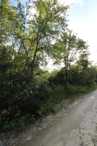 6.45 Acres of peaceful country living located off Bulb Farm Road - image 17