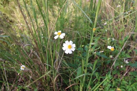 6.45 Acres of peaceful country living located off Bulb Farm Road - image 23