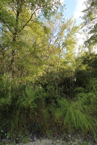 6.45 Acres of peaceful country living located off Bulb Farm Road - image 21