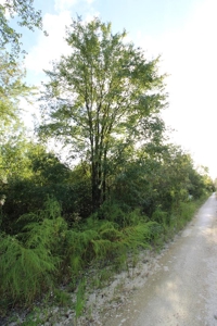 6.45 Acres of peaceful country living located off Bulb Farm Road - image 22