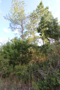 6.45 Acres of peaceful country living located off Bulb Farm Road - image 27