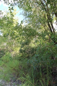 6.45 Acres of peaceful country living located off Bulb Farm Road - image 15