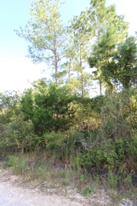 6.45 Acres of peaceful country living located off Bulb Farm Road - image 11