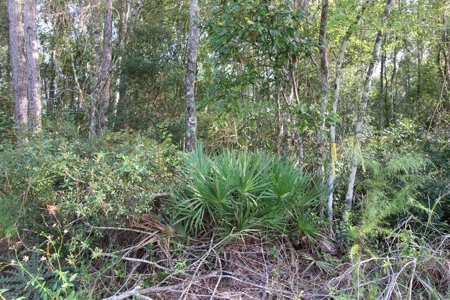 6.45 Acres of peaceful country living located off Bulb Farm Road - image 20