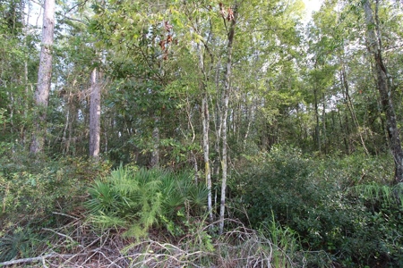 6.45 Acres of peaceful country living located off Bulb Farm Road - image 18