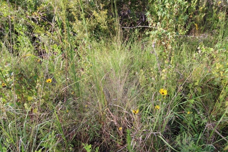 6.45 Acres of peaceful country living located off Bulb Farm Road - image 25