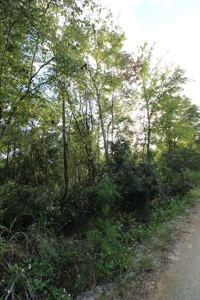 6.45 Acres of peaceful country living located off Bulb Farm Road - image 19