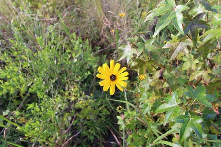 6.45 Acres of peaceful country living located off Bulb Farm Road - image 24