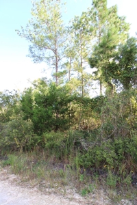 6.45 Acres of peaceful country living located off Bulb Farm Road - image 12