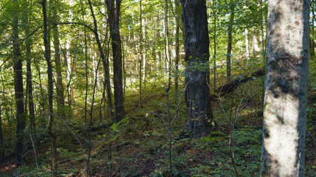 East Tennessee Hunting Property for Sale in Hawkins County - image 26