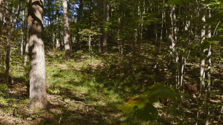 East Tennessee Hunting Property for Sale in Hawkins County - image 19