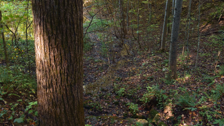 East Tennessee Hunting Property for Sale in Hawkins County - image 23