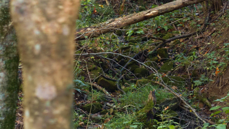 East Tennessee Hunting Property for Sale in Hawkins County - image 24