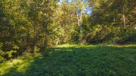 East Tennessee Hunting Property for Sale in Hawkins County - image 6