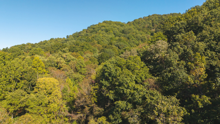 East Tennessee Hunting Property for Sale in Hawkins County - image 7