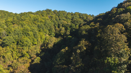 East Tennessee Hunting Property for Sale in Hawkins County - image 8