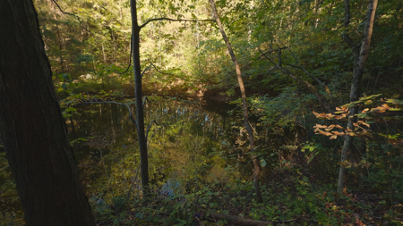 East Tennessee Hunting Property for Sale in Hawkins County - image 17