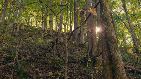 East Tennessee Hunting Property for Sale in Hawkins County - image 16