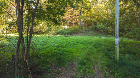 East Tennessee Hunting Property for Sale in Hawkins County - image 5
