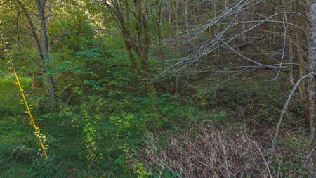 East Tennessee Hunting Property for Sale in Hawkins County - image 4