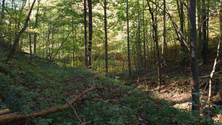 East Tennessee Hunting Property for Sale in Hawkins County - image 27