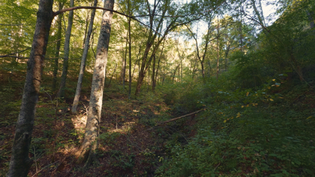 East Tennessee Hunting Property for Sale in Hawkins County - image 25